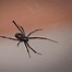 Image result for Wolf Spider Orlando Florida