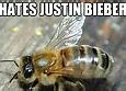 Image result for Bee Meme Yard