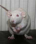 Image result for Albino Rat Scary