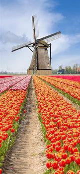 Image result for Holland Tulip Fields