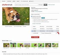 Image result for Image Search Shutterstock