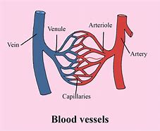Image result for Jugular Vein vs Carotid Artery