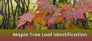 Image result for Identifying Maple Trees by Leaves