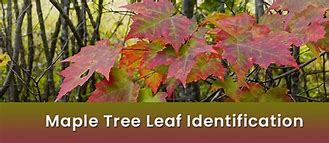 Image result for Types of Maple Leaf