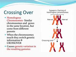 Image result for What Happens during Crossing Over in Meiosis