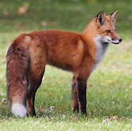 Image result for Male Fox Animal