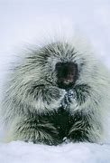 Image result for Porcupine in Snow