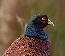 Image result for pheasant photos