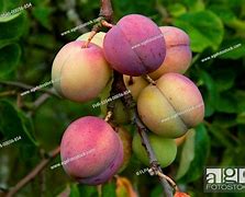 Image result for Prunus domestica Avalon