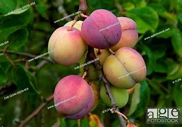 Prunus domestica Avalon 的图像结果