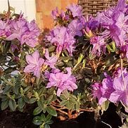 Image result for Rhododendron Moerheim