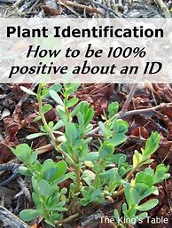 Image result for Identifying Wild Edible Plants
