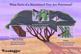 Image result for Manchineel Wood