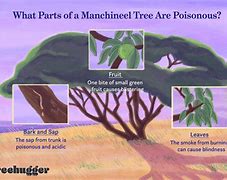Image result for Breathe Under Manchineel Tree