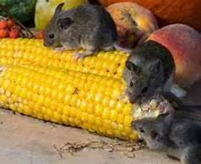 Image result for Animals Eating Corn