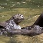 Image result for Giant Otter