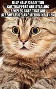 Image result for cats shock faces memes origins