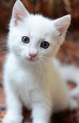 Image result for A Baby Cat
