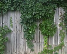 Image result for Natural Fence Ivy