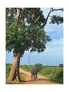 Image result for Sri Lankan Elephant Desktop Wallpaper