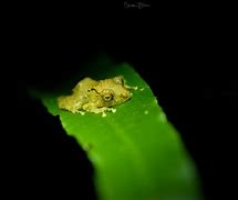 Image result for Rain Frog Eyes