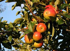 Image result for Apple Tree Wallpaper