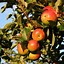 Image result for Golden Apple Tree Wallpaper