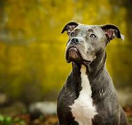 Image result for Pit Bull Terrier Dog