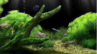 Image result for Freshwater Aquarium Wallpaper