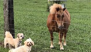Image result for Puppy Tales Farmstay Tully