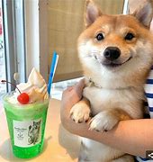 Image result for Cool Doggo Happy