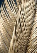 Image result for Yellow Gold Feather Rug Texture