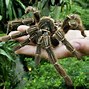 Image result for Biggest Spider in Australia On a Tree