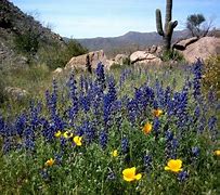 Image result for Arizona Desert in Bloom