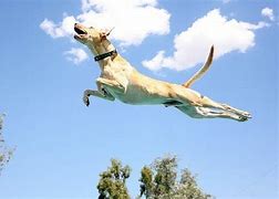 Image result for Dog Flying in the Sun