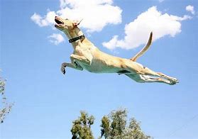 Image result for Flying Dog Sillhoutte