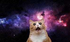 Image result for Cat in Space Meme