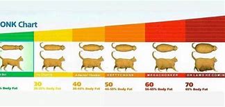 Image result for Cat Fatness Chart Meme
