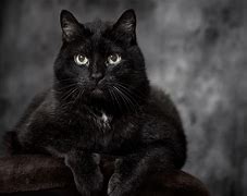 Image result for Black Cat Images