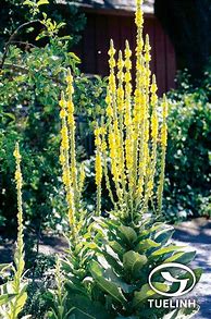 Image result for Verbascum thapsiforme