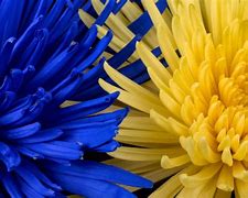 Image result for Blue and Yellow Things