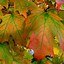 Image result for Acer Saccharum Tree