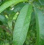 Image result for Prunus persica Fertile de Septembre