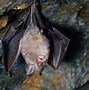 Image result for UK Bat Species Identification