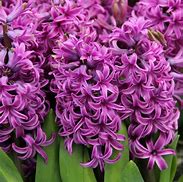 Image result for Hyacinthus Purple Sensation