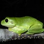 Image result for Bright Green Frog