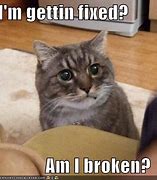Image result for Broken Cat Funny