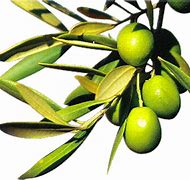 Image result for aceitunp