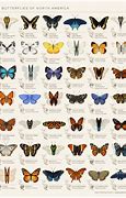 Image result for Butterfly Species Identification