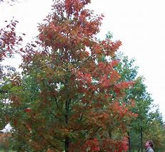 Image result for Quercus rubra